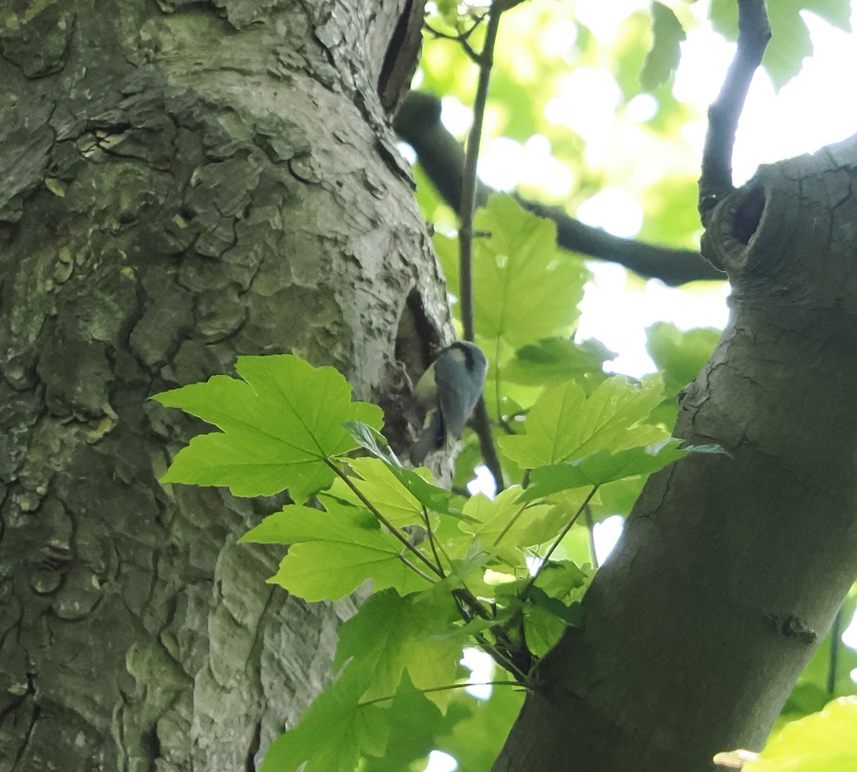 Eurasian Nuthatch - ML626720428