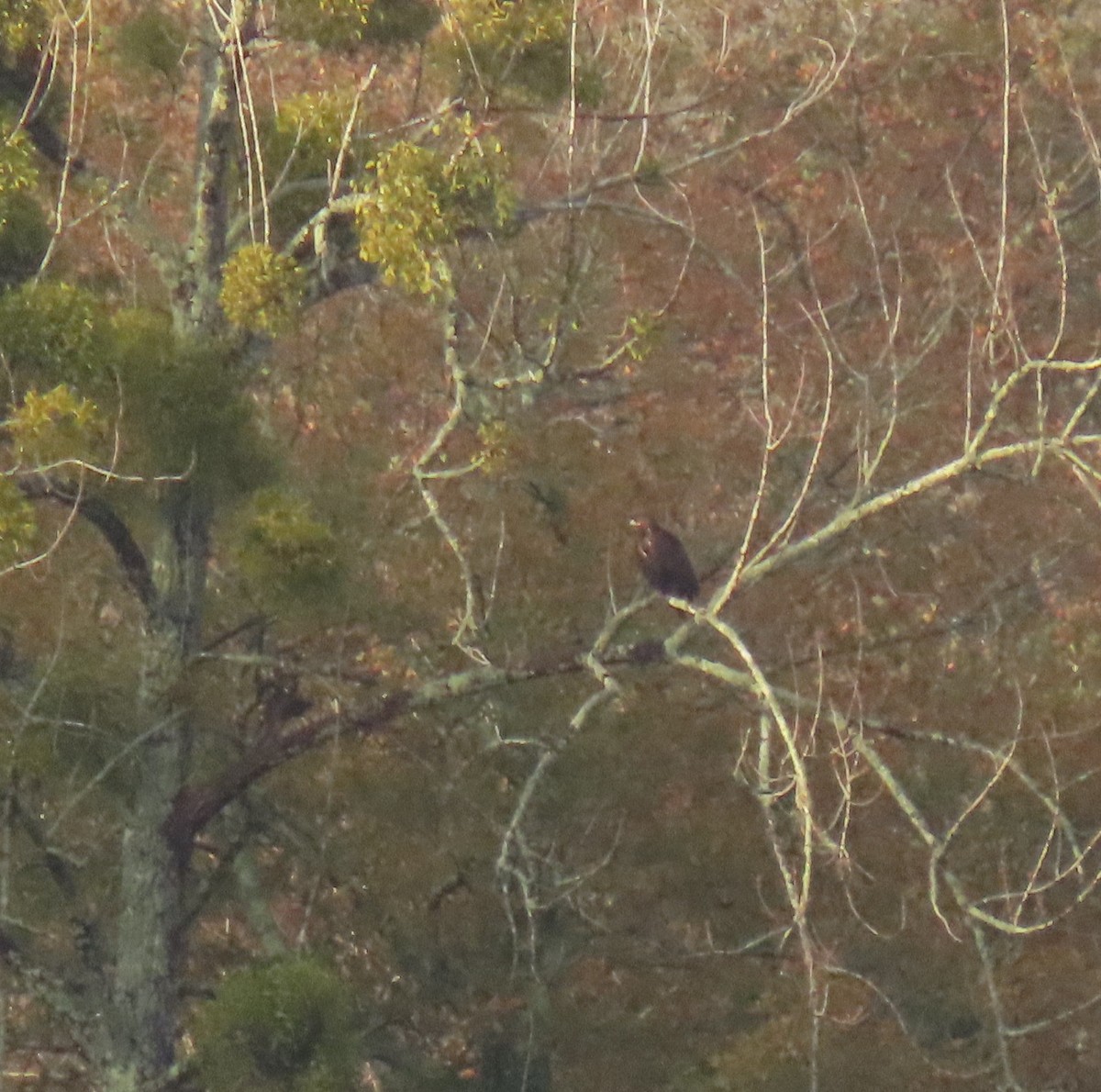 Greater Spotted Eagle - ML626720500