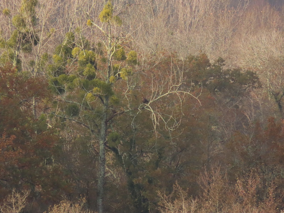 Greater Spotted Eagle - ML626720501