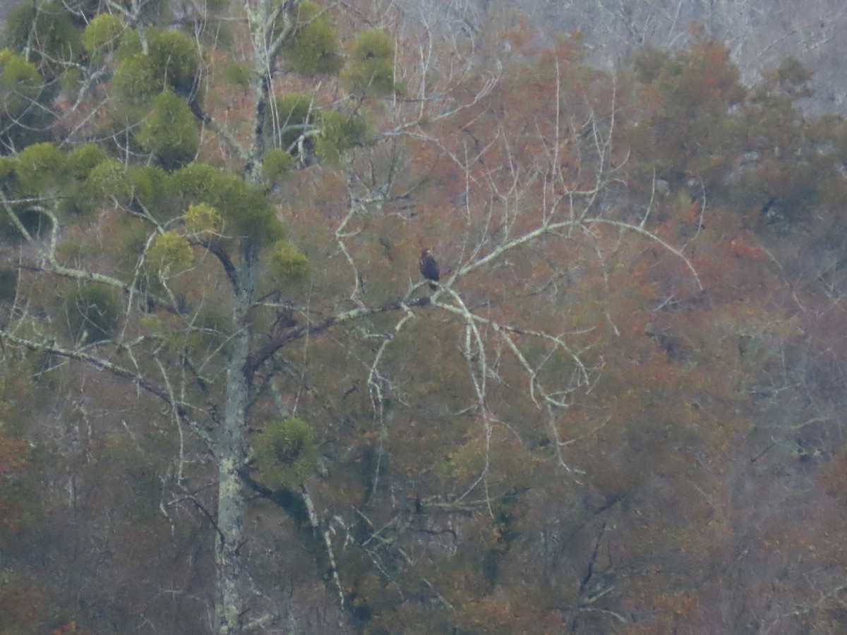 Greater Spotted Eagle - ML626720502