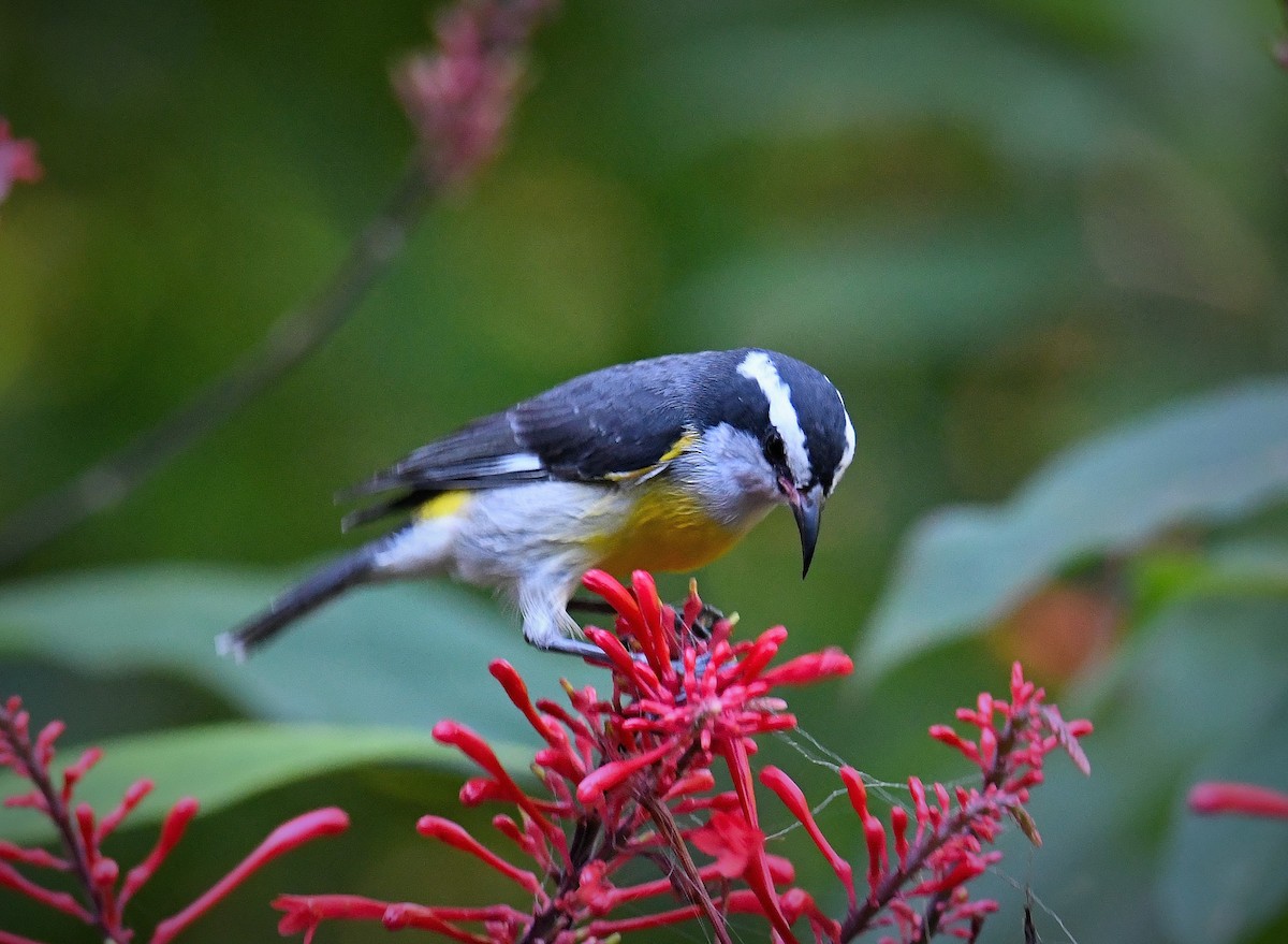 Bananaquit - ML626720518