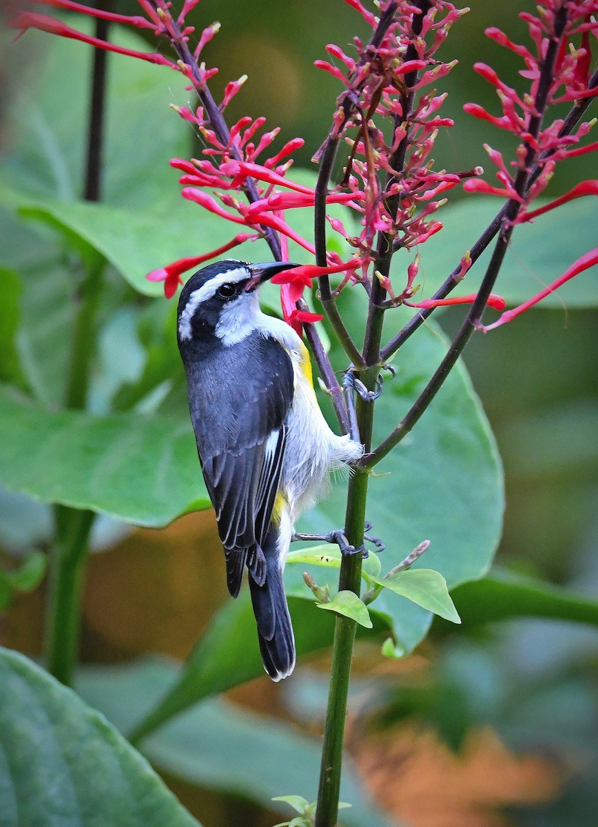 Bananaquit - ML626720519