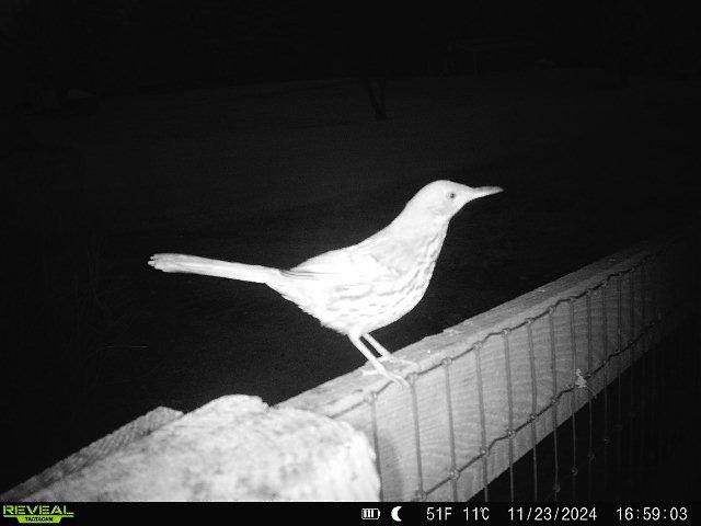 Brown Thrasher - ML626720606