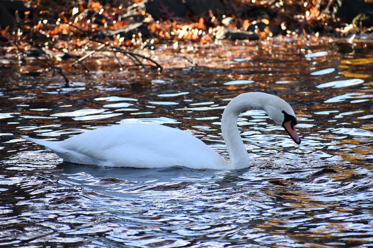 Mute Swan - ML626720663