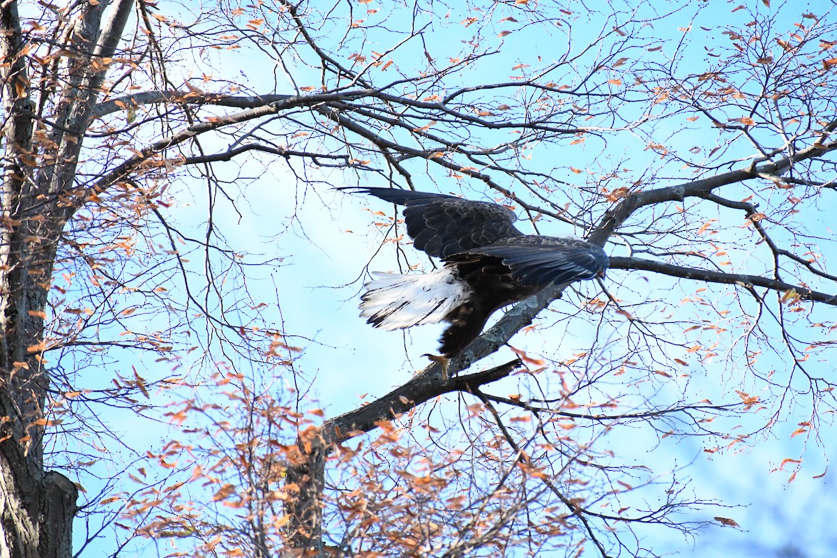 Bald Eagle - ML626720685