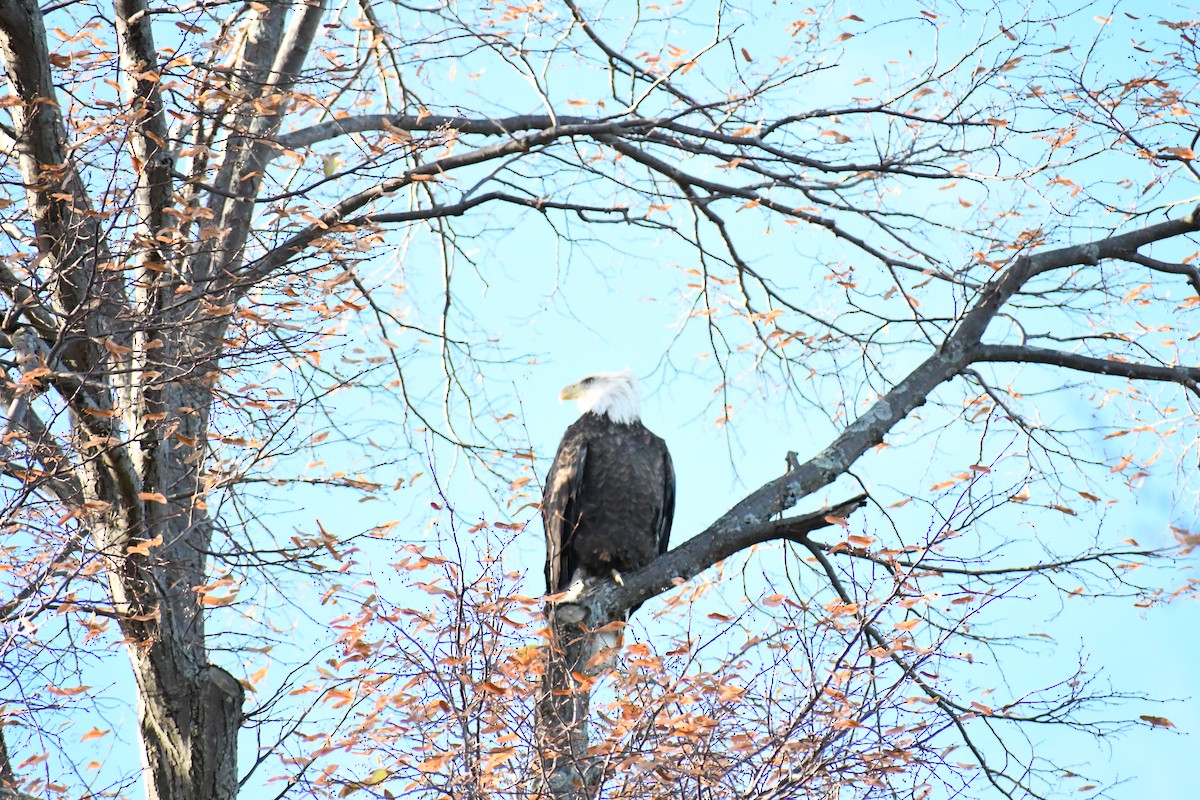 Bald Eagle - ML626720686