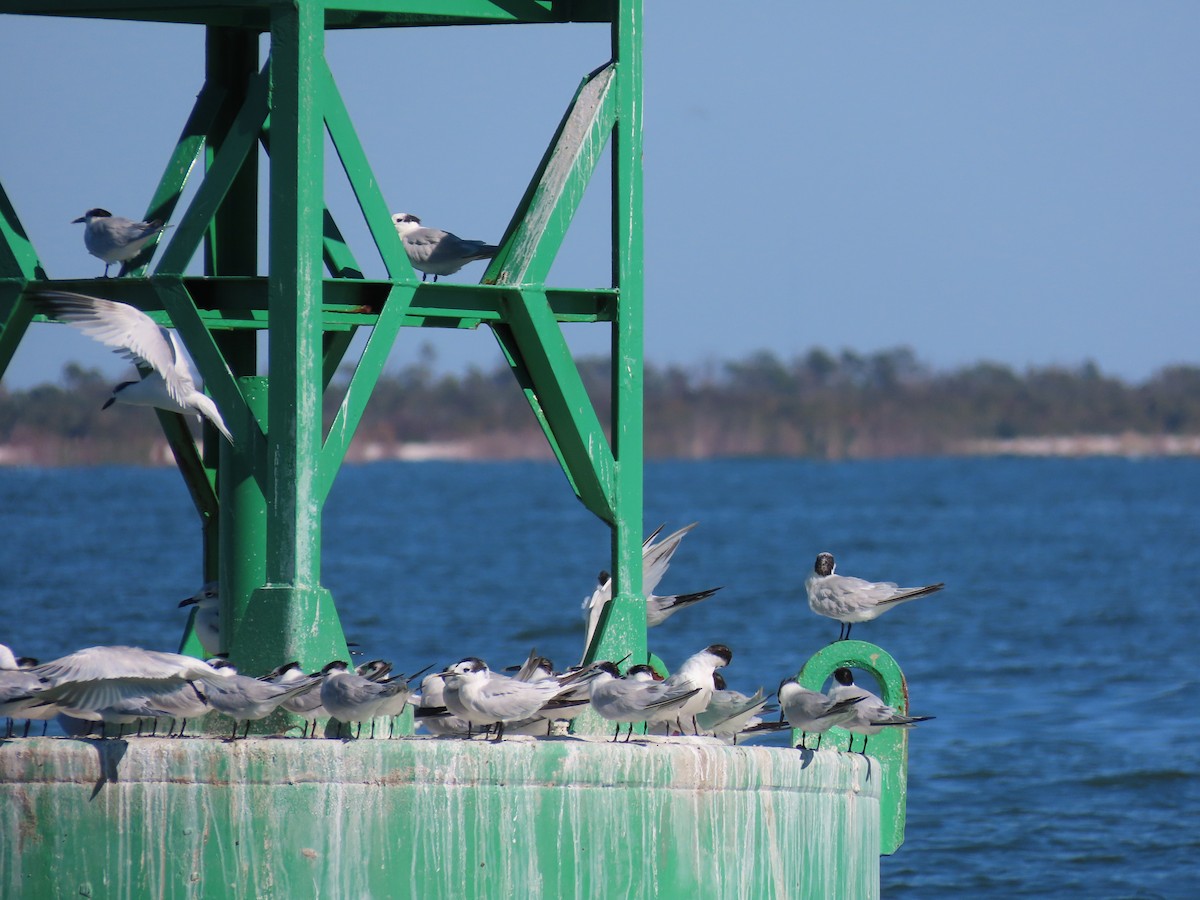 Sandwich Tern - ML626720687