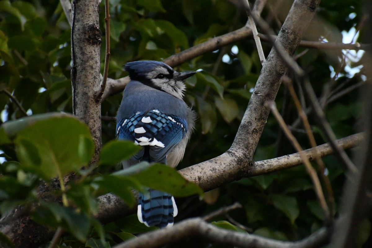 Blue Jay - ML626720696