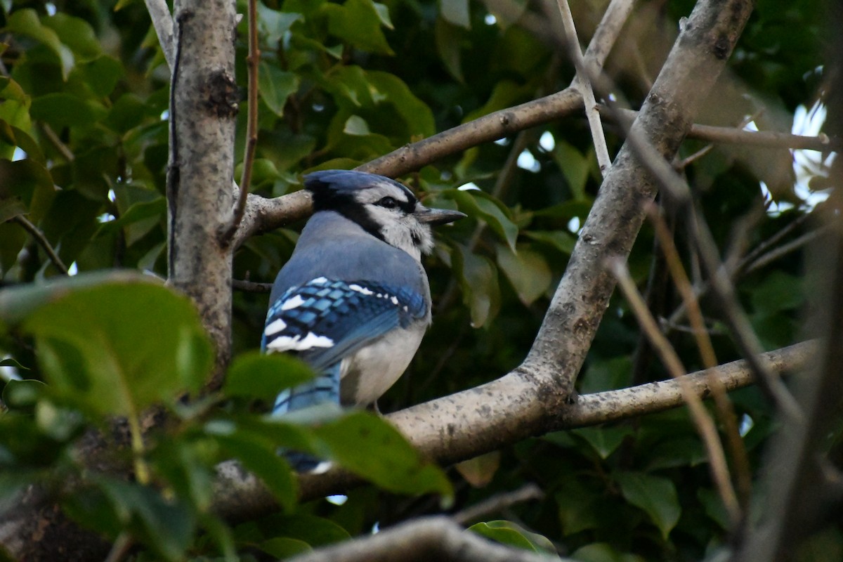 Blue Jay - ML626720697