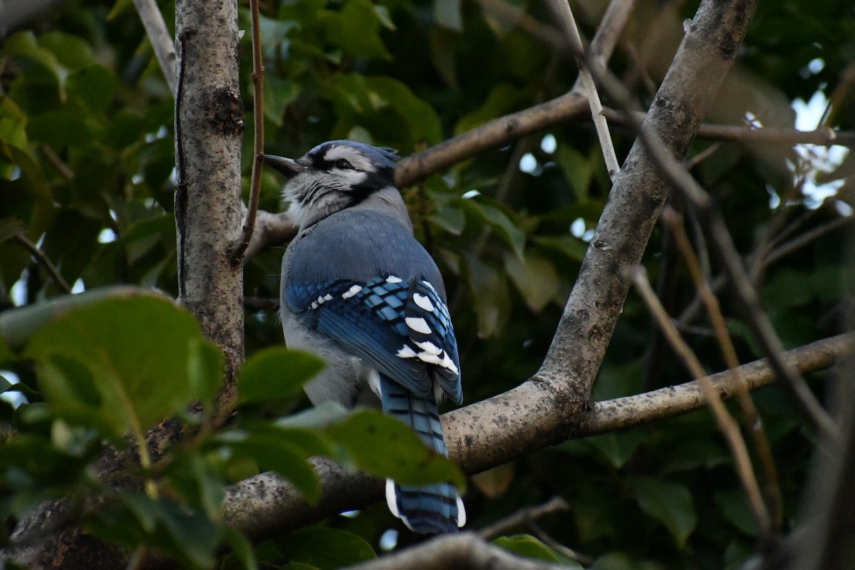 Blue Jay - ML626720698