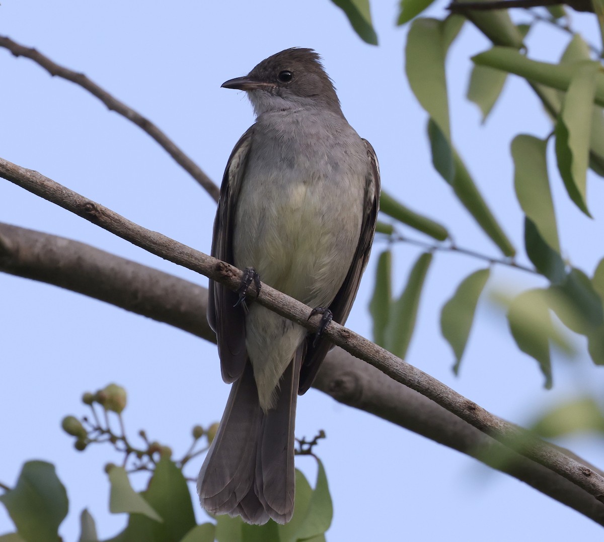 Noronha Elaenia - ML626720701