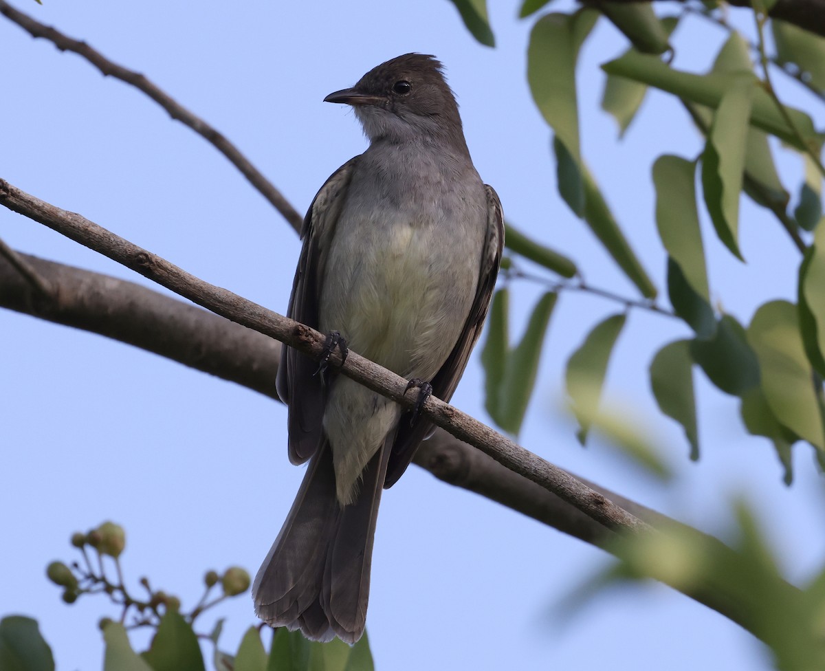 Noronha Elaenia - ML626720703
