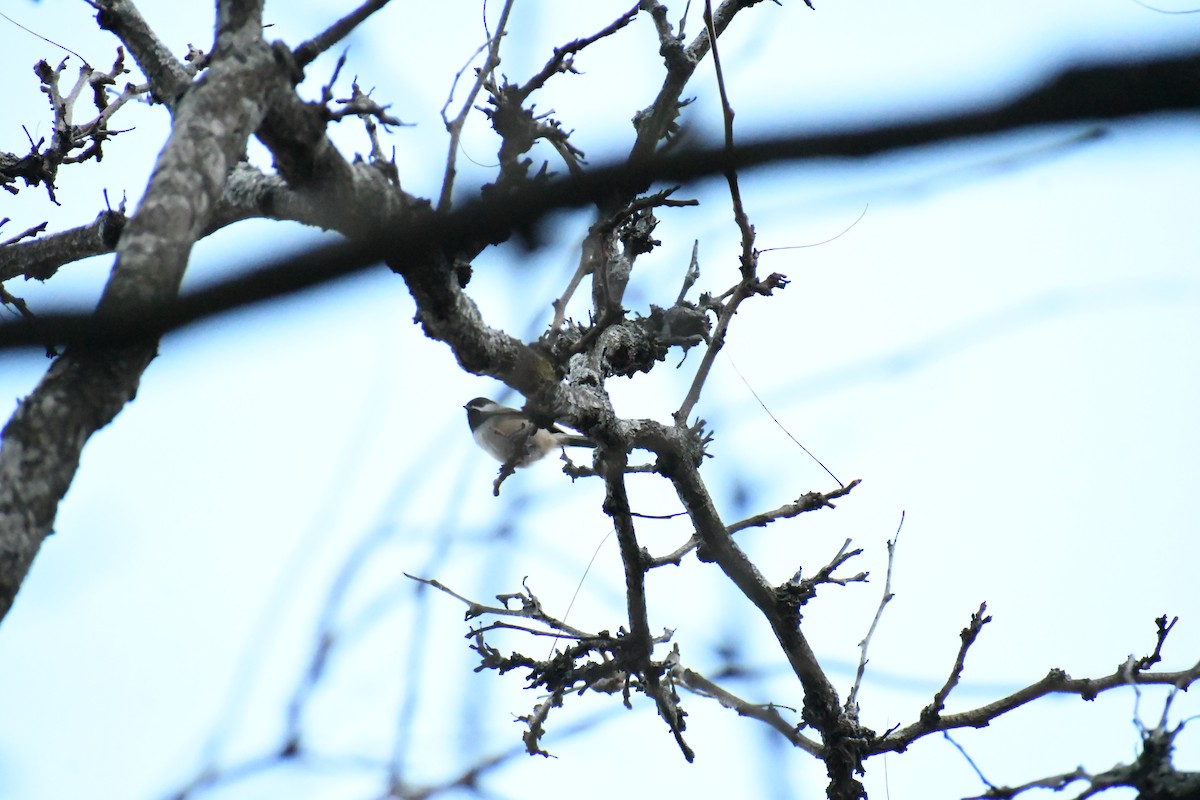 Black-capped Chickadee - ML626720710