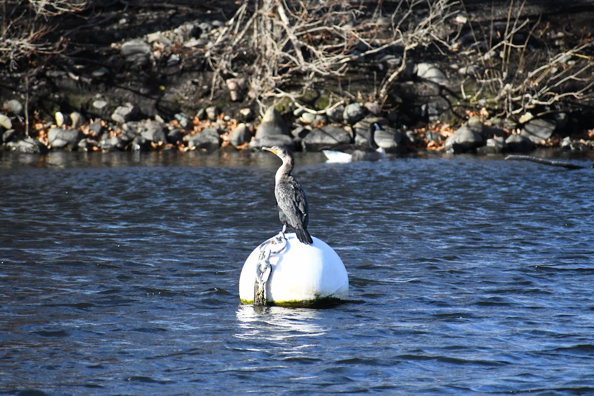 Double-crested Cormorant - ML626720747