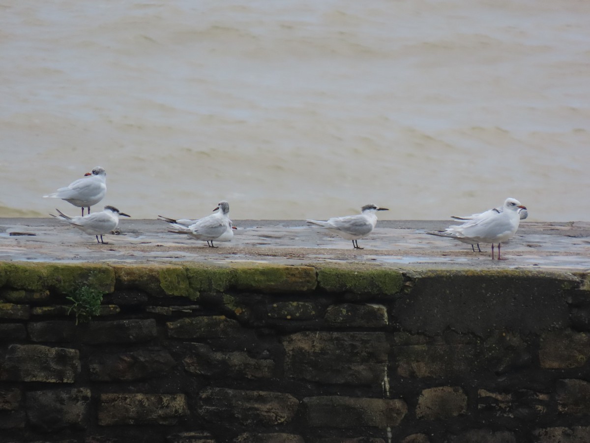 Sandwich Tern - ML626720750