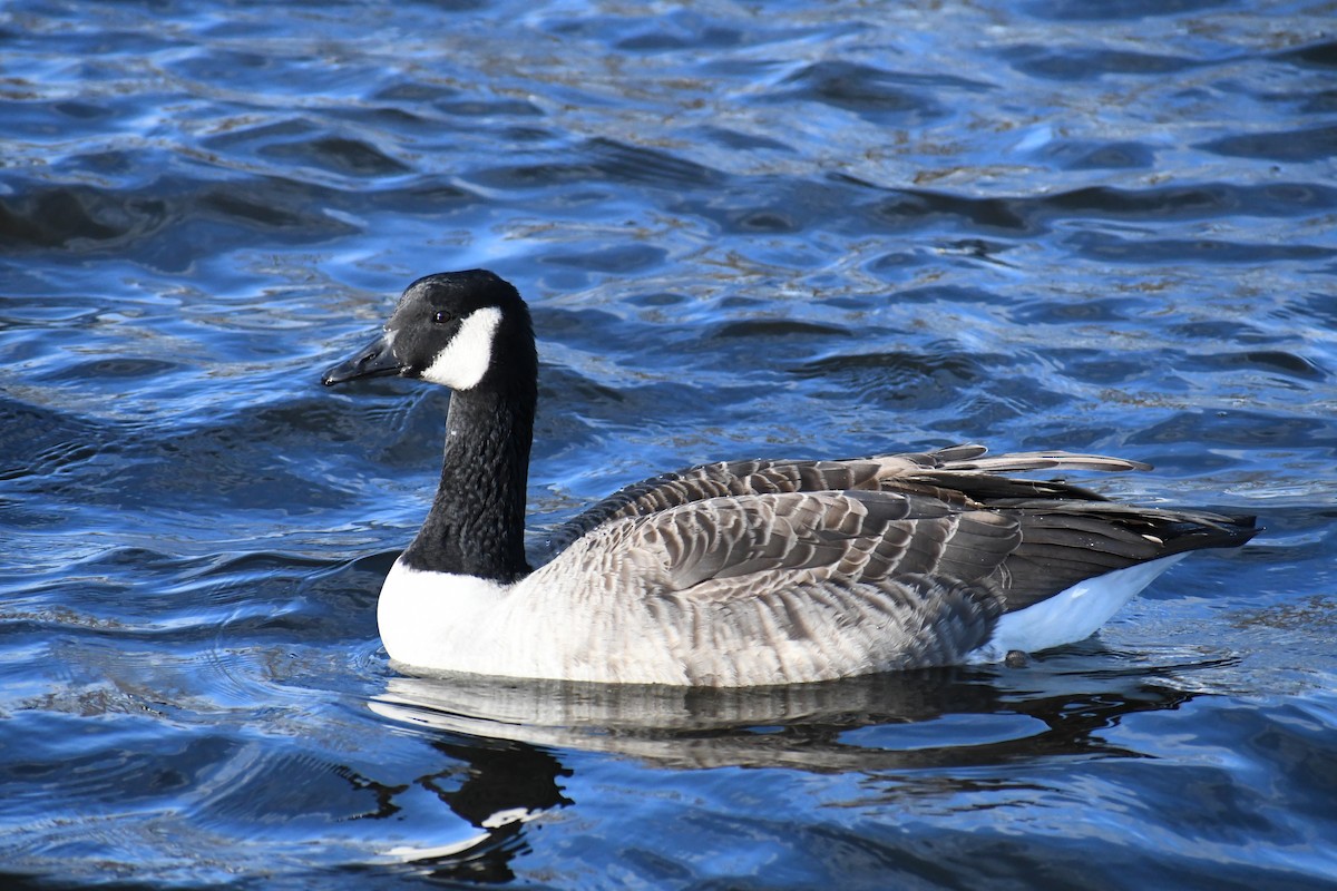 Canada Goose - ML626720780