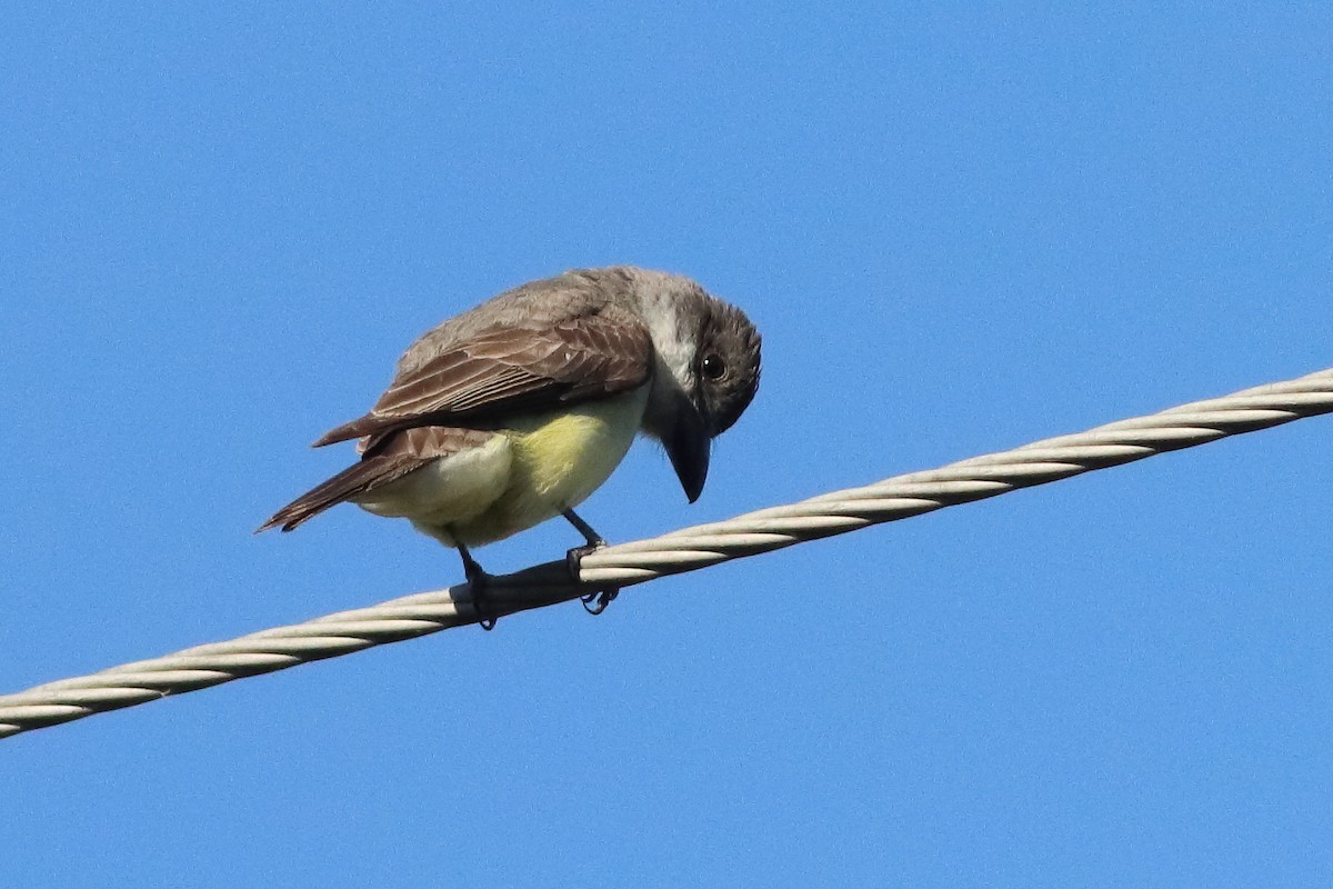 Thick-billed Kingbird - ML626720824