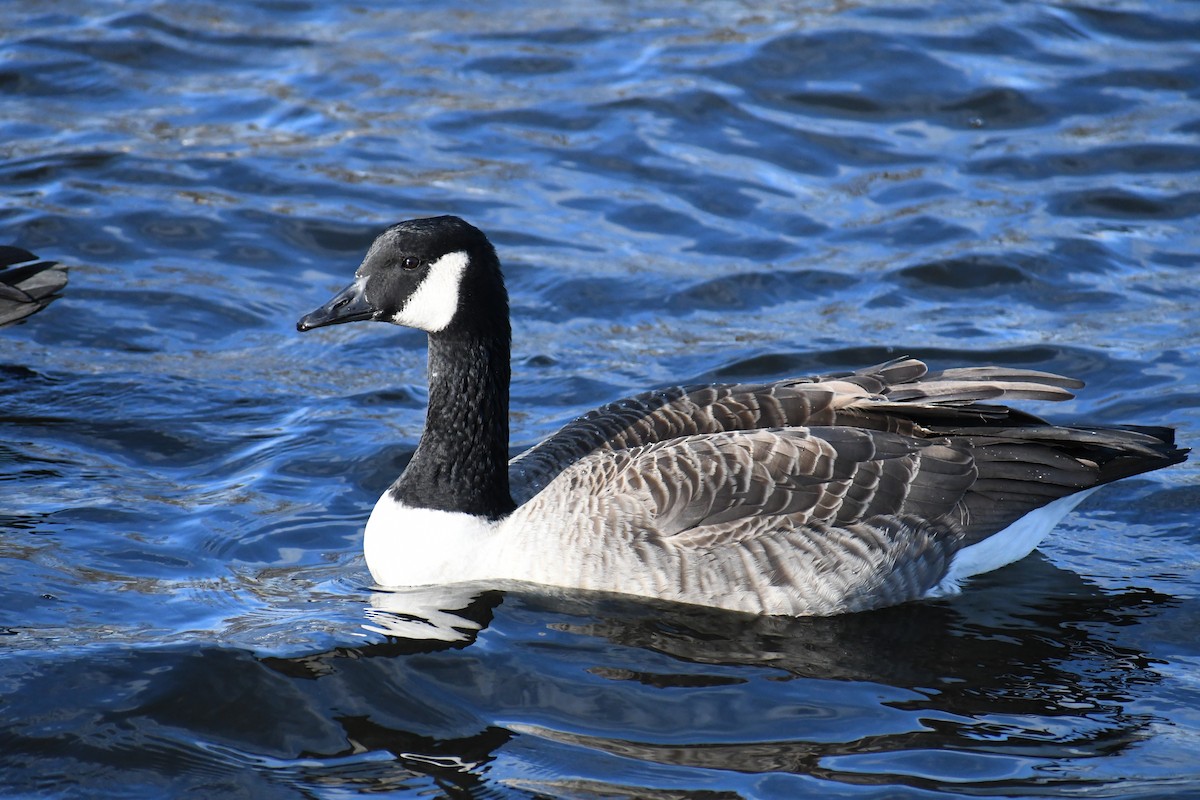 Canada Goose - ML626720827