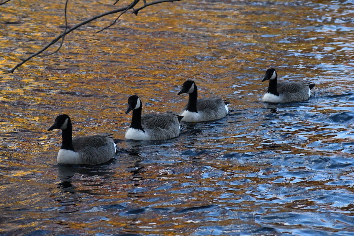 Canada Goose - ML626720839