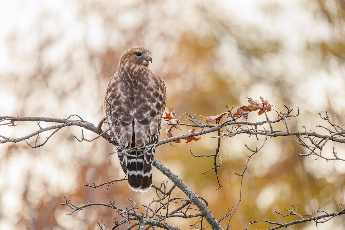 Rotschulterbussard - ML626720865