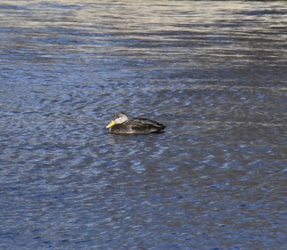 American Black Duck - ML626720980