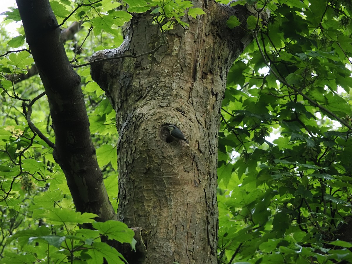 Eurasian Nuthatch - ML626720988