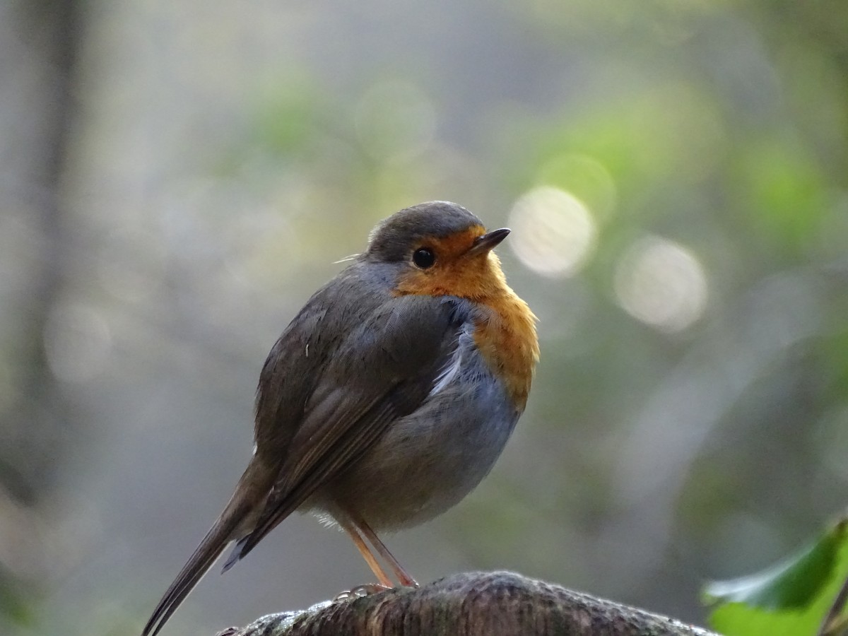 European Robin - ML626721007