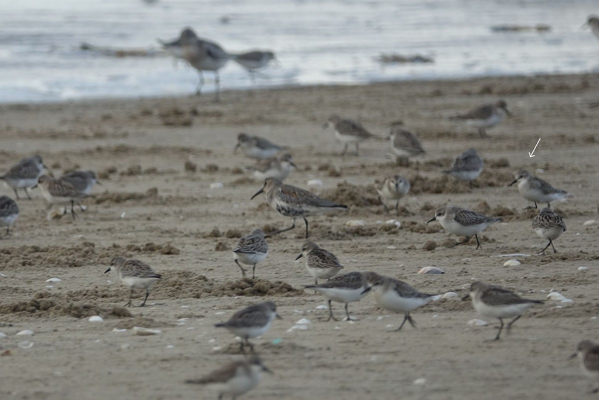 Spoon-billed Sandpiper - ML626721020