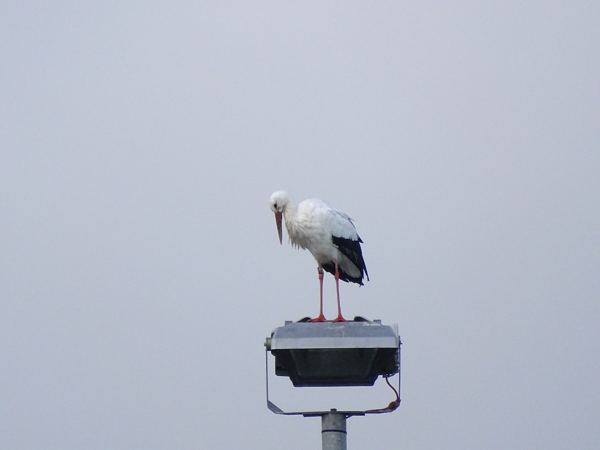 White Stork - ML626721049