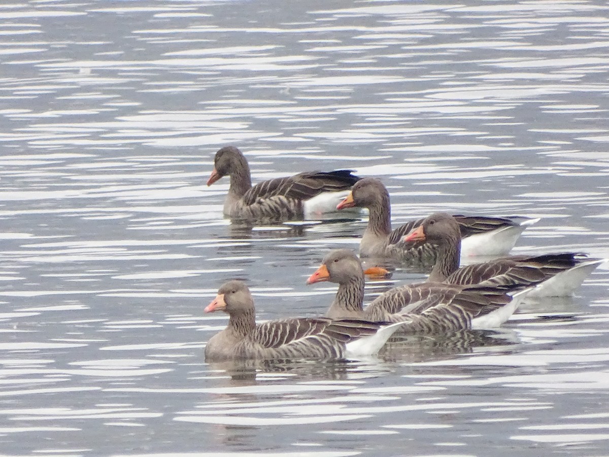 Graylag Goose - ML626721119