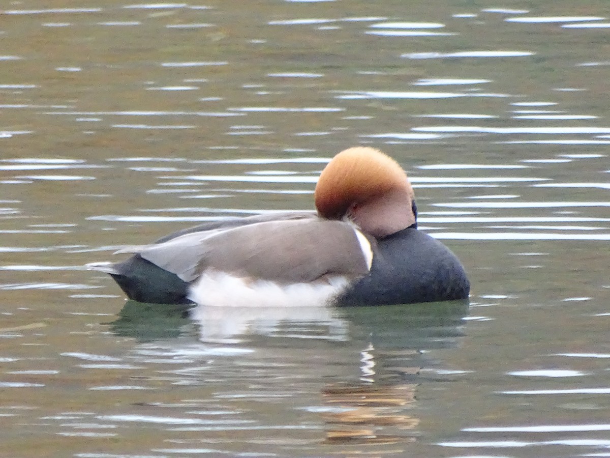 Red-crested Pochard - ML626721126