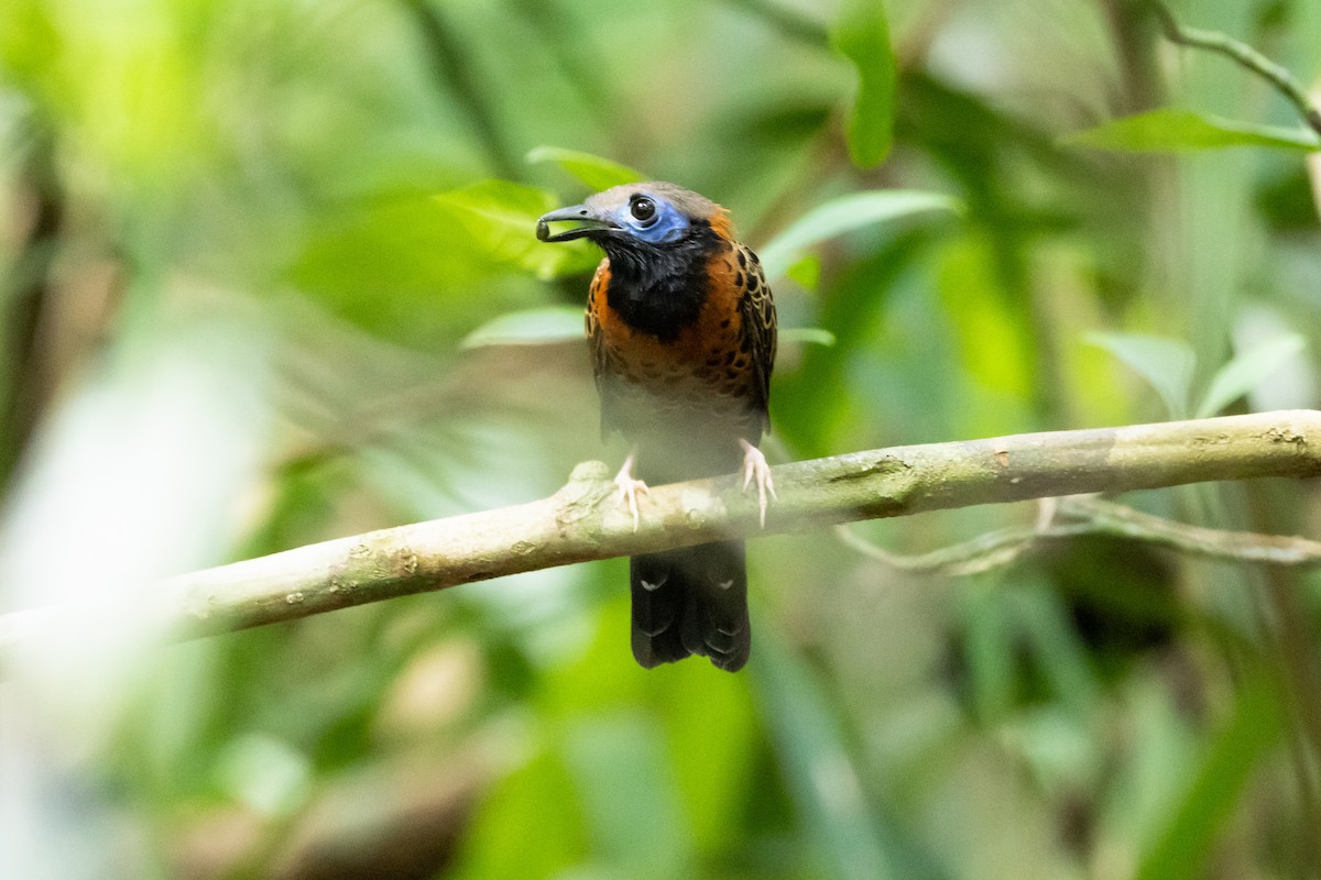 Ocellated Antbird - ML626721133