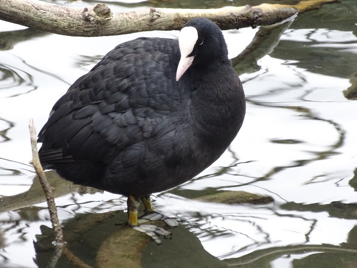 Eurasian Coot - ML626721155