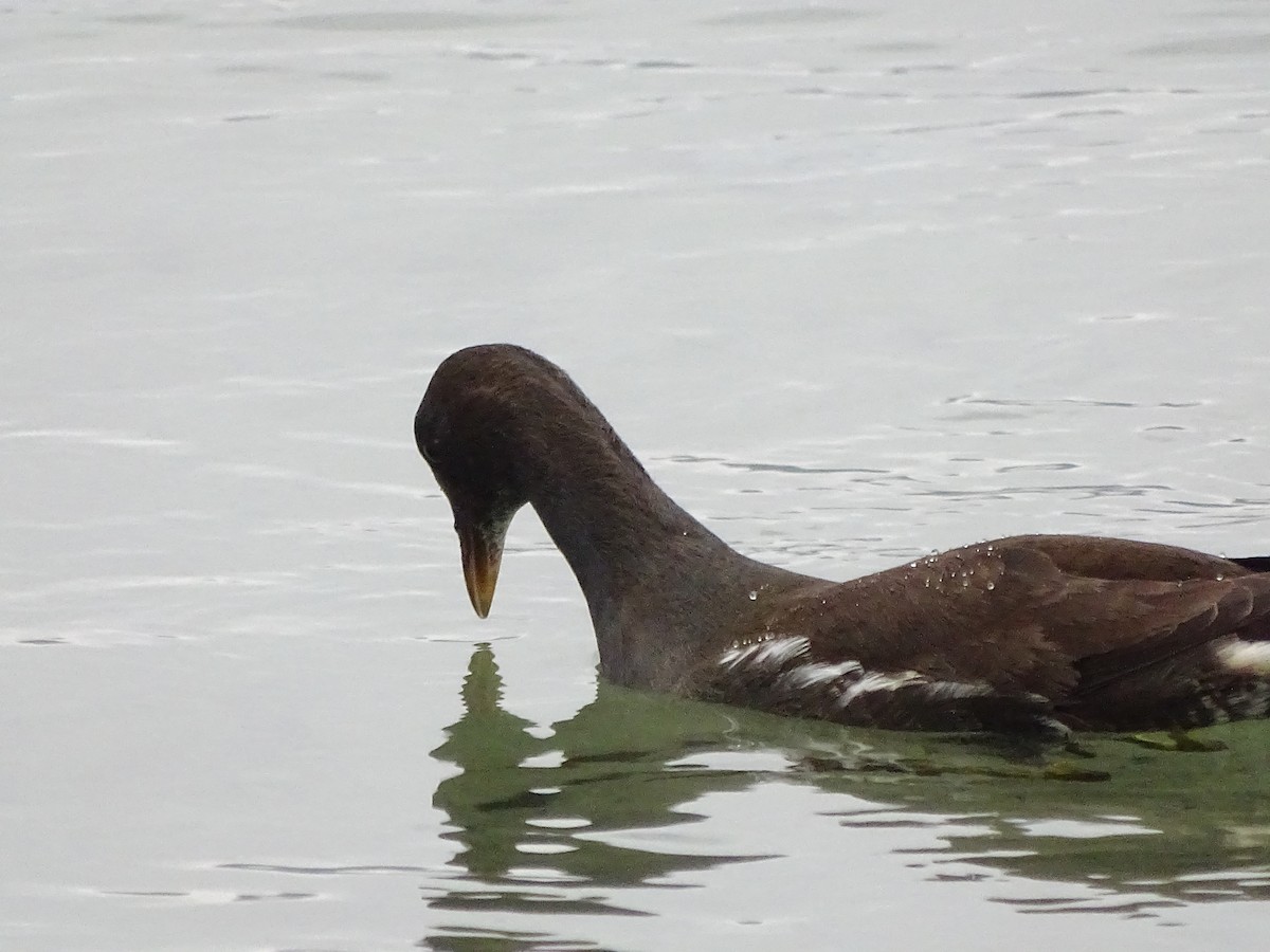 Eurasian Moorhen - ML626721193