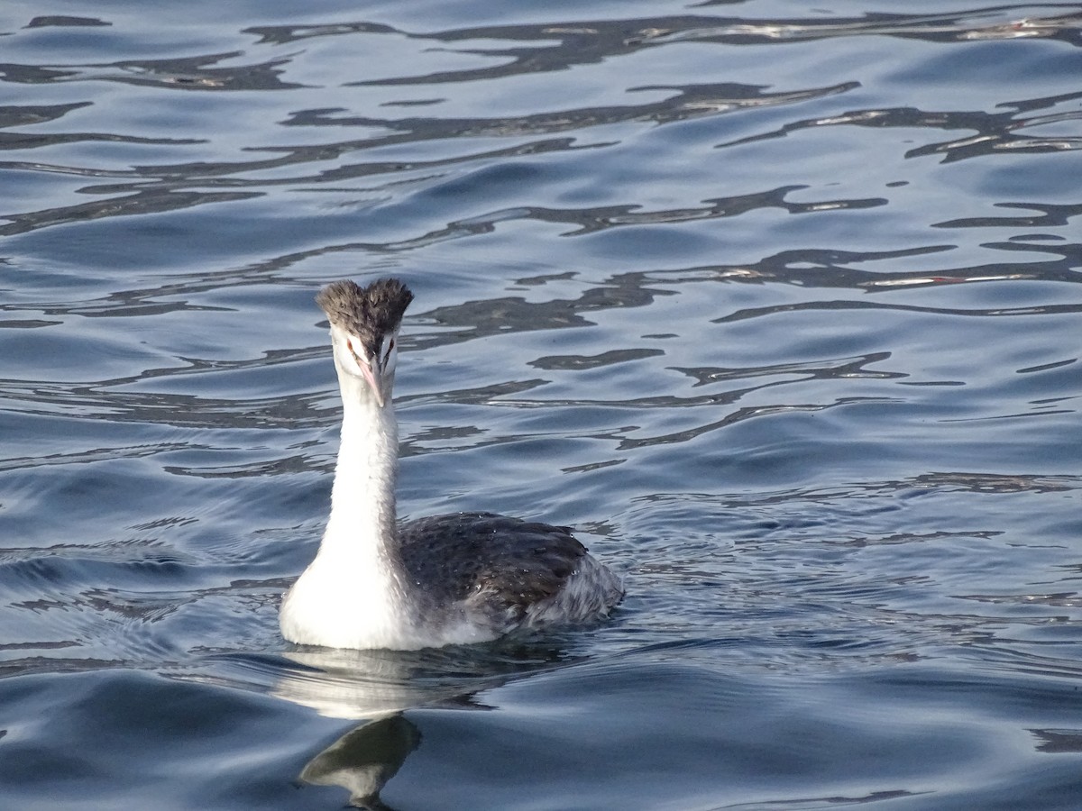 Great Crested Grebe - ML626721279