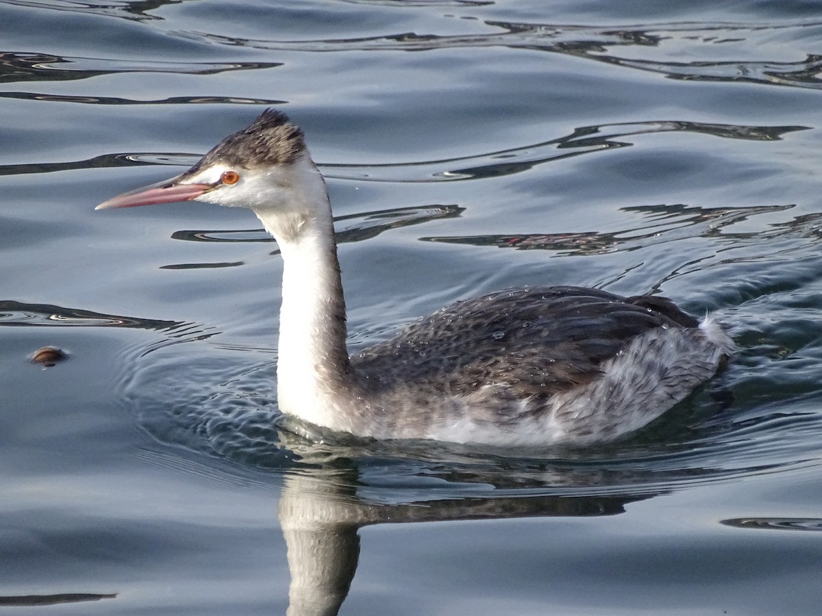 Great Crested Grebe - ML626721295