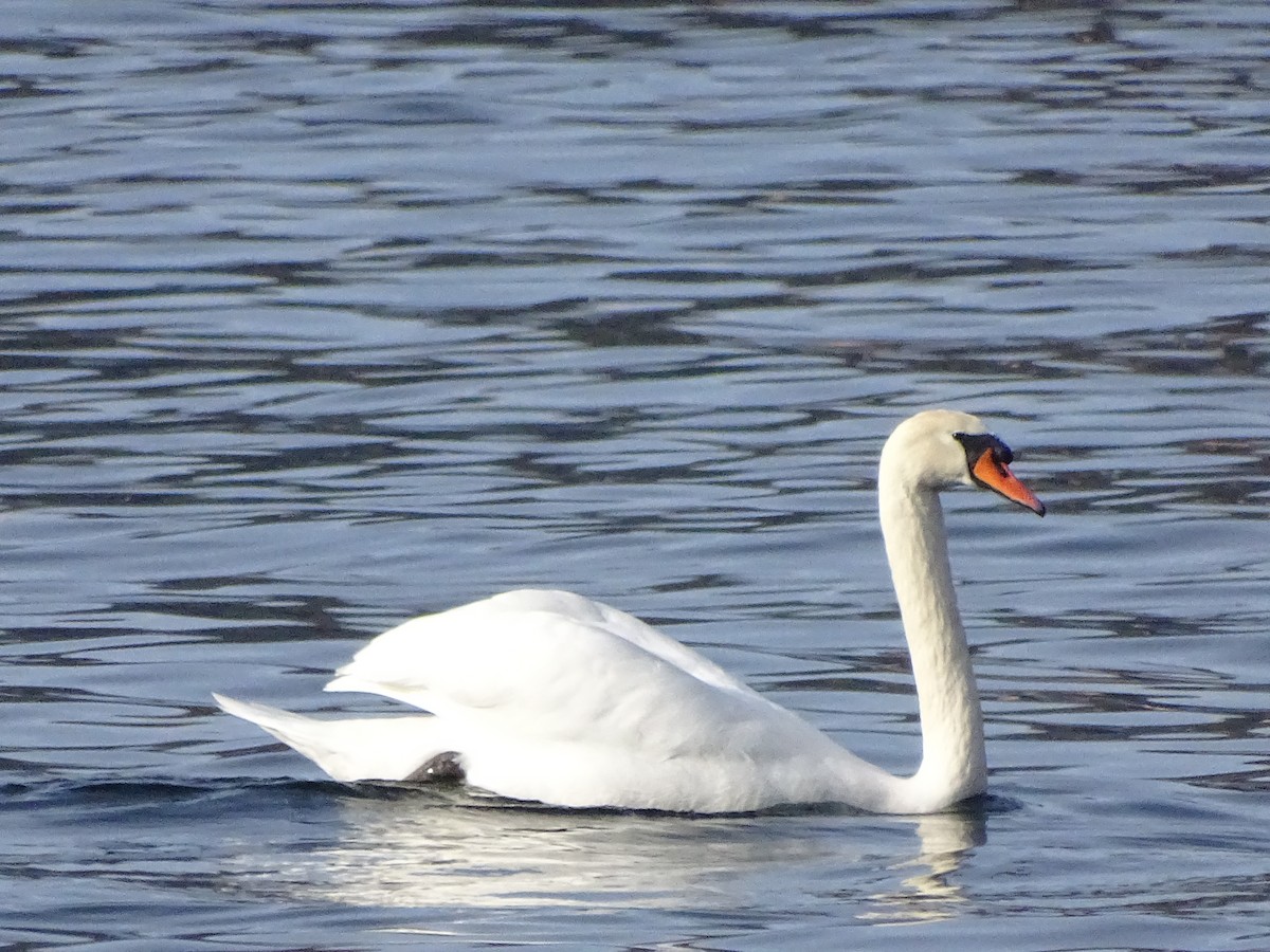 Mute Swan - ML626721324