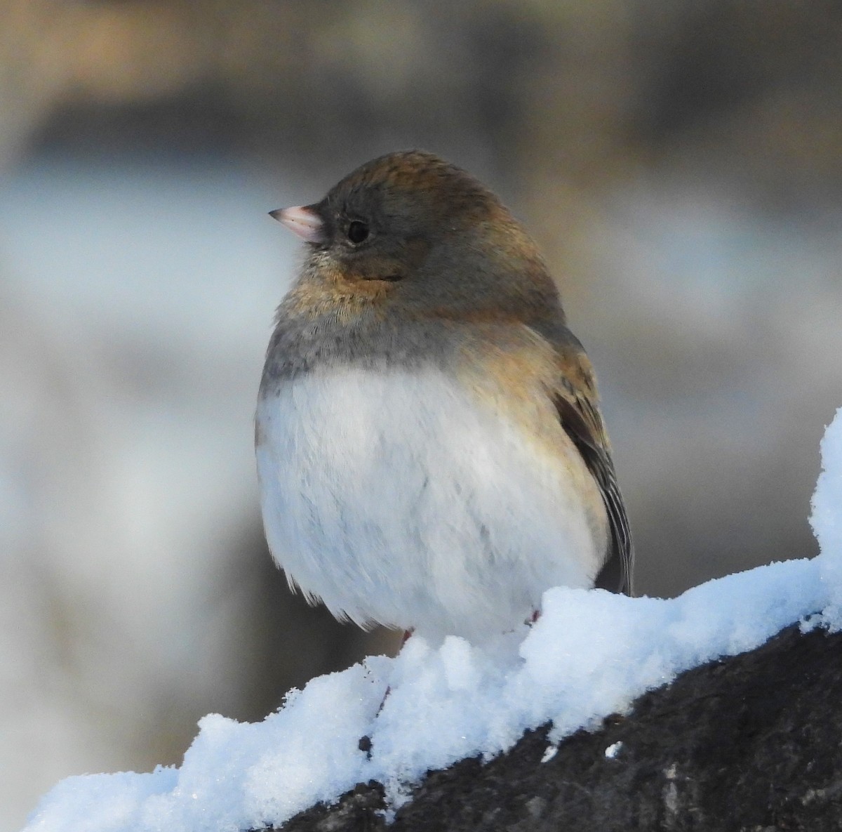 Dark-eyed Junco - ML626721412
