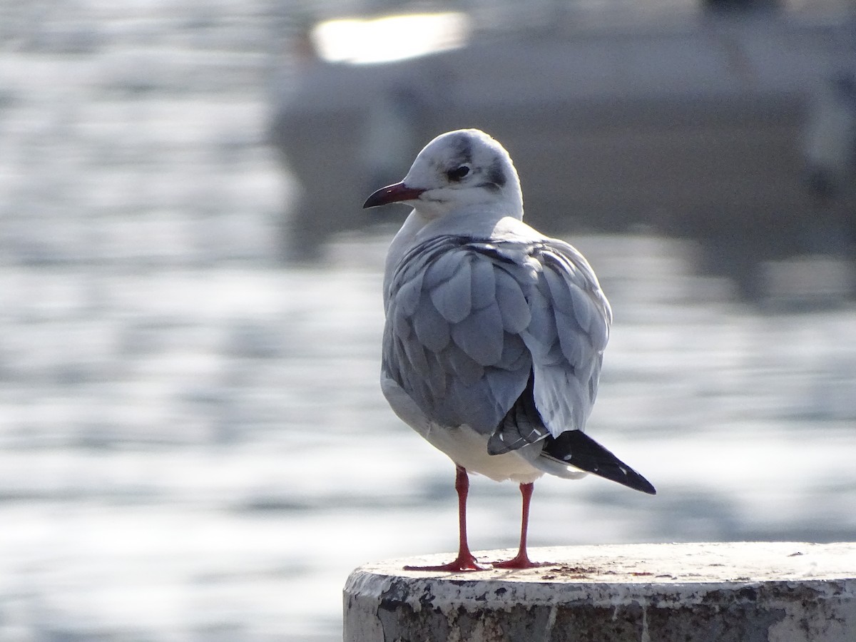 Black-headed Gull - ML626721430