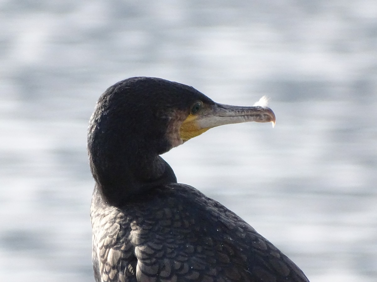 Great Cormorant - ML626721447