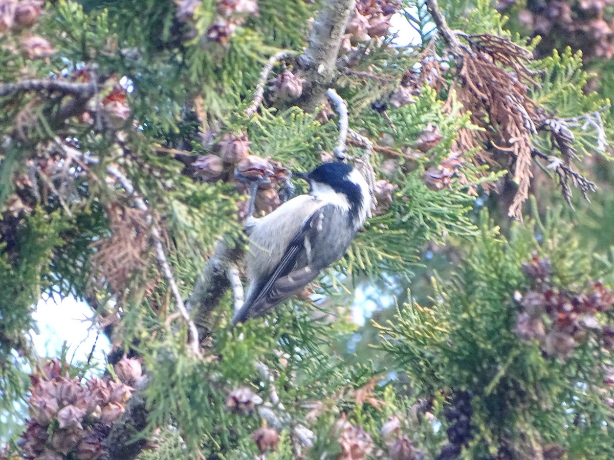 Coal Tit - ML626721542