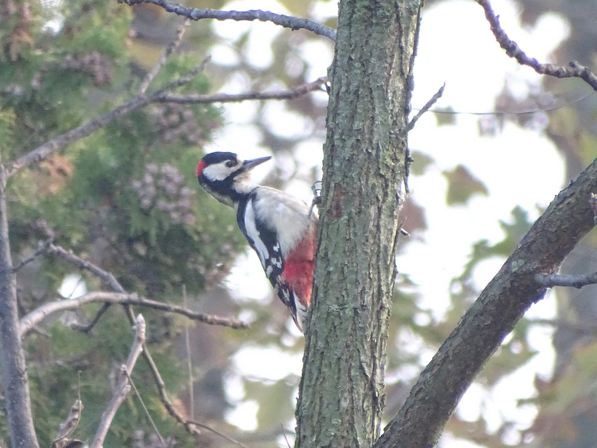 Great Spotted Woodpecker - ML626721660