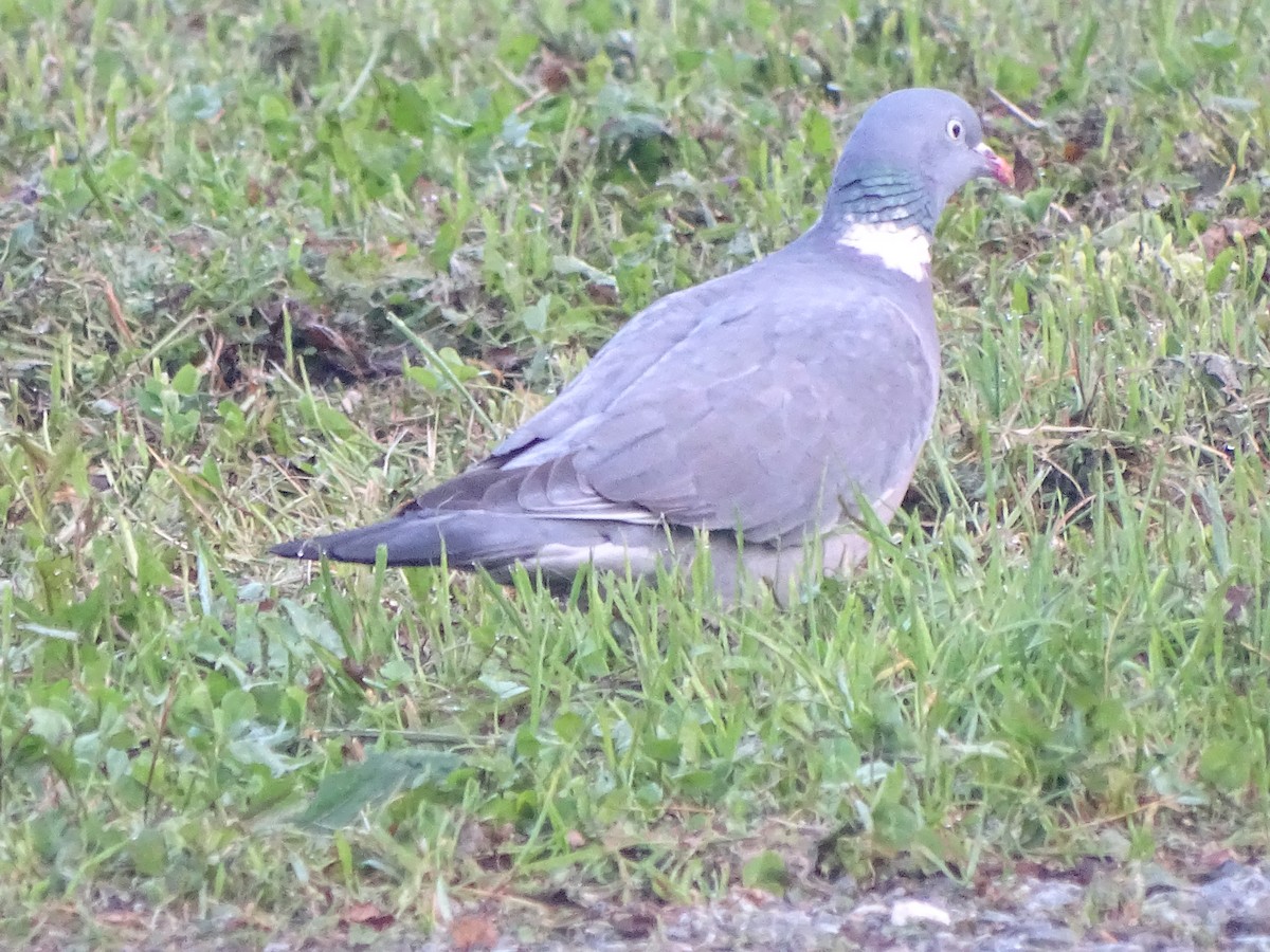 Common Wood-Pigeon - ML626721679