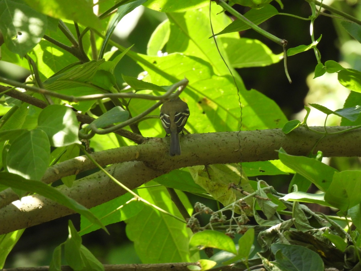 Least Flycatcher - ML626721730