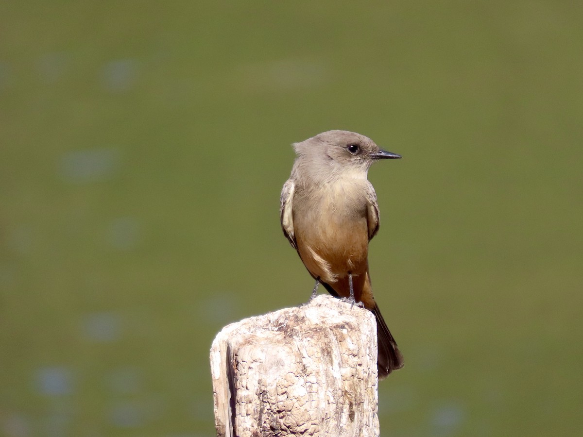 Say's Phoebe - ML626721848
