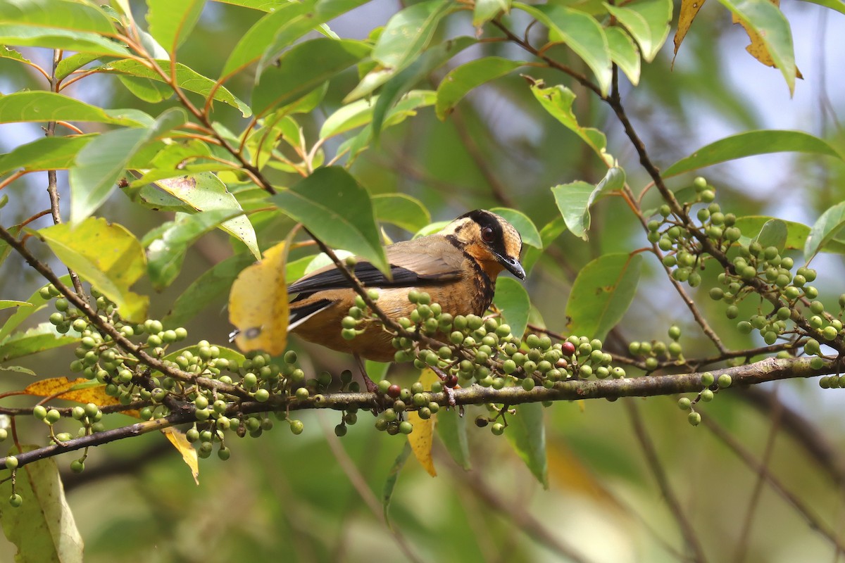 Fruit-hunter - ML626721909