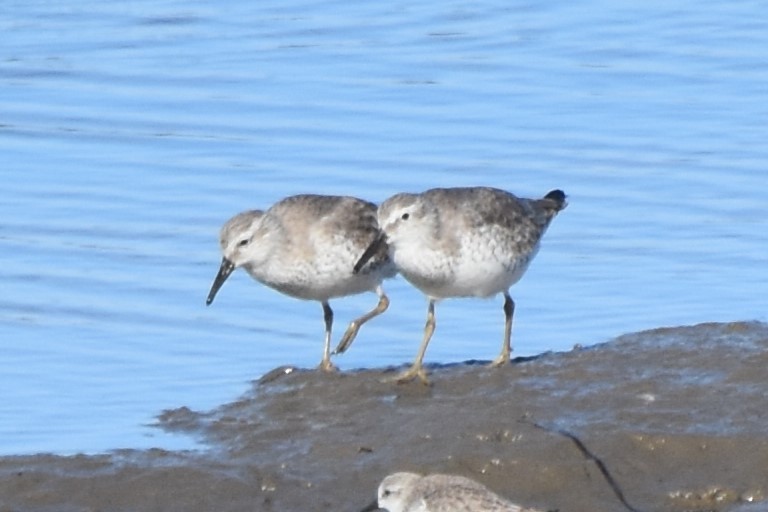 Red Knot - ML626722005