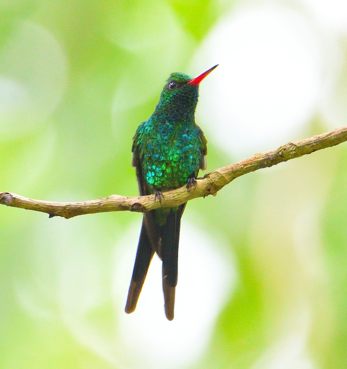 Cozumel Emerald - ML626722012