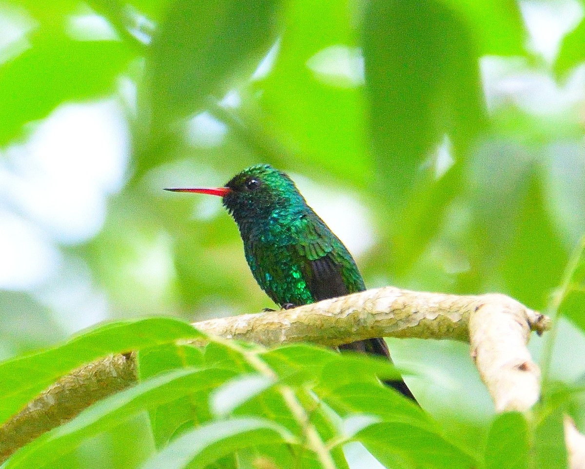 Cozumel Emerald - ML626722022