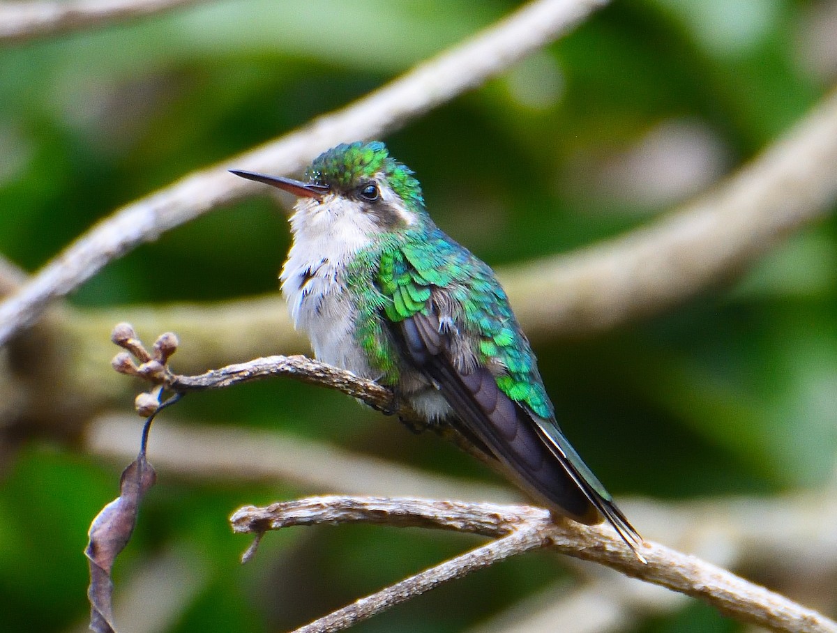 Cozumel Emerald - ML626722029